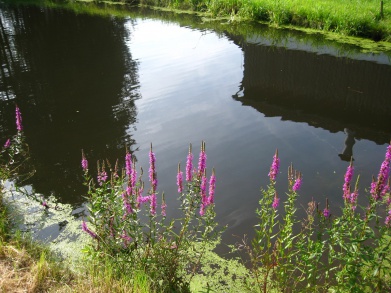 Dorfweiher