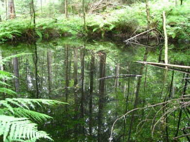 Spiegelung